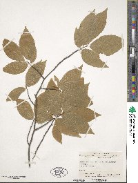 Fagus grandifolia image