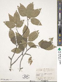 Fagus grandifolia image