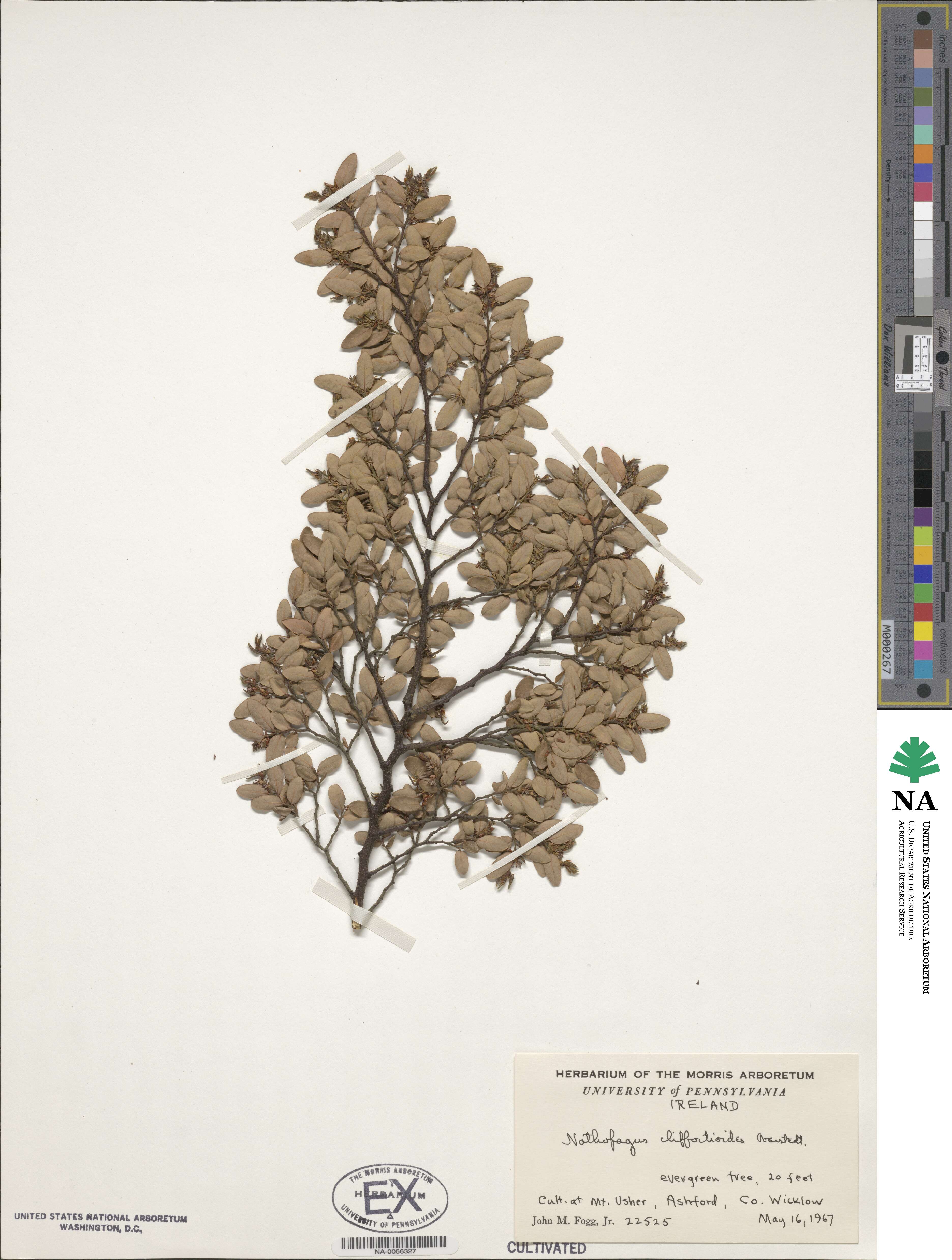 Nothofagus cliffortioides image