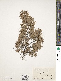 Image of Nothofagus cliffortioides