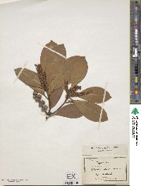 Image of Lithocarpus edulis