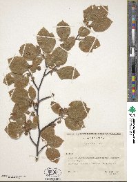 Fagus sylvatica image