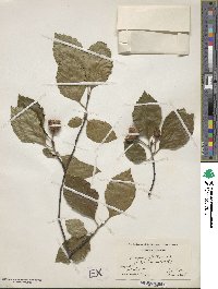 Fagus sylvatica image