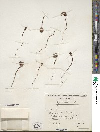 Fagus sylvatica image