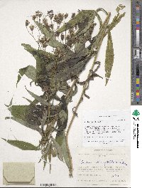 Lactuca sibirica image