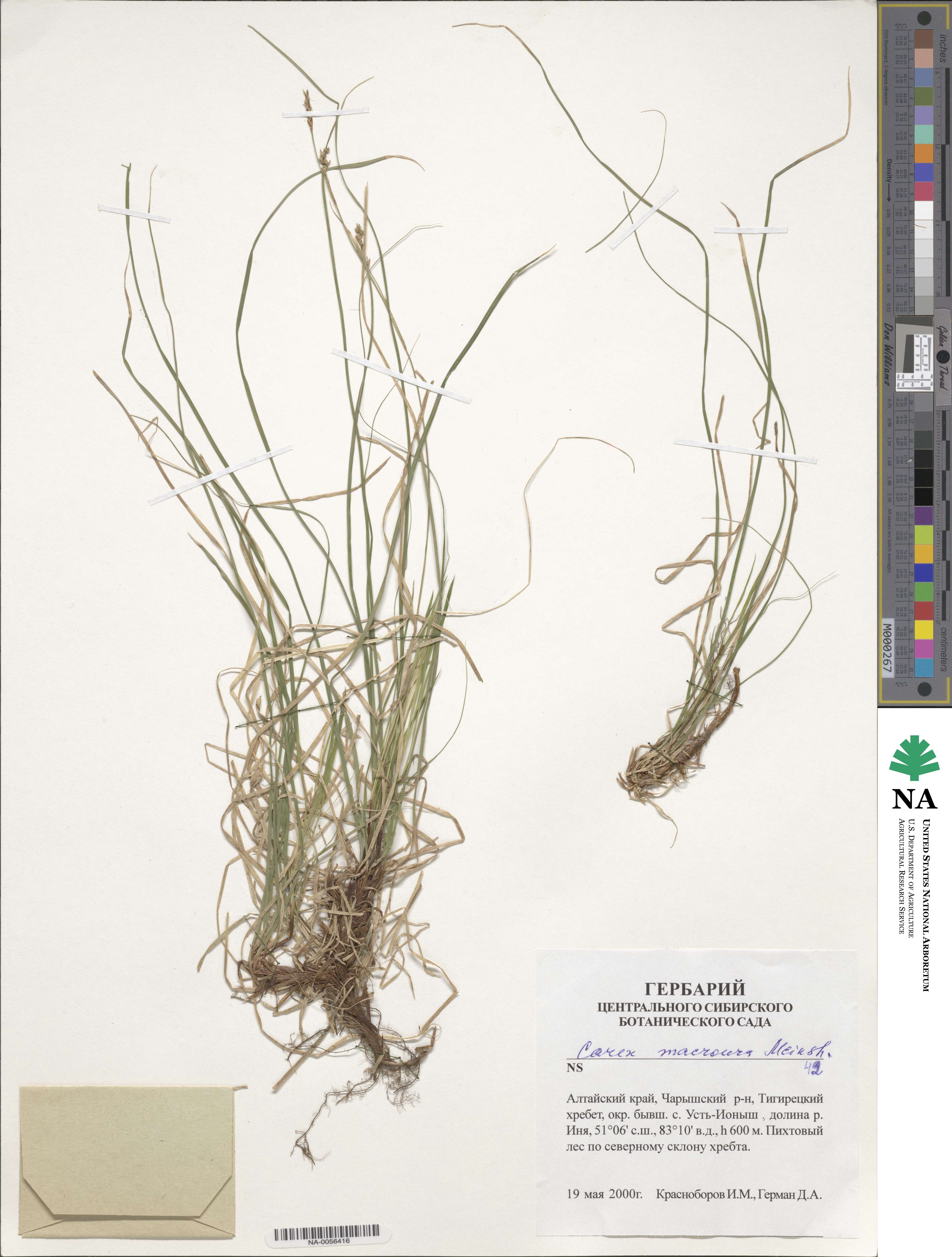 Carex pediformis image