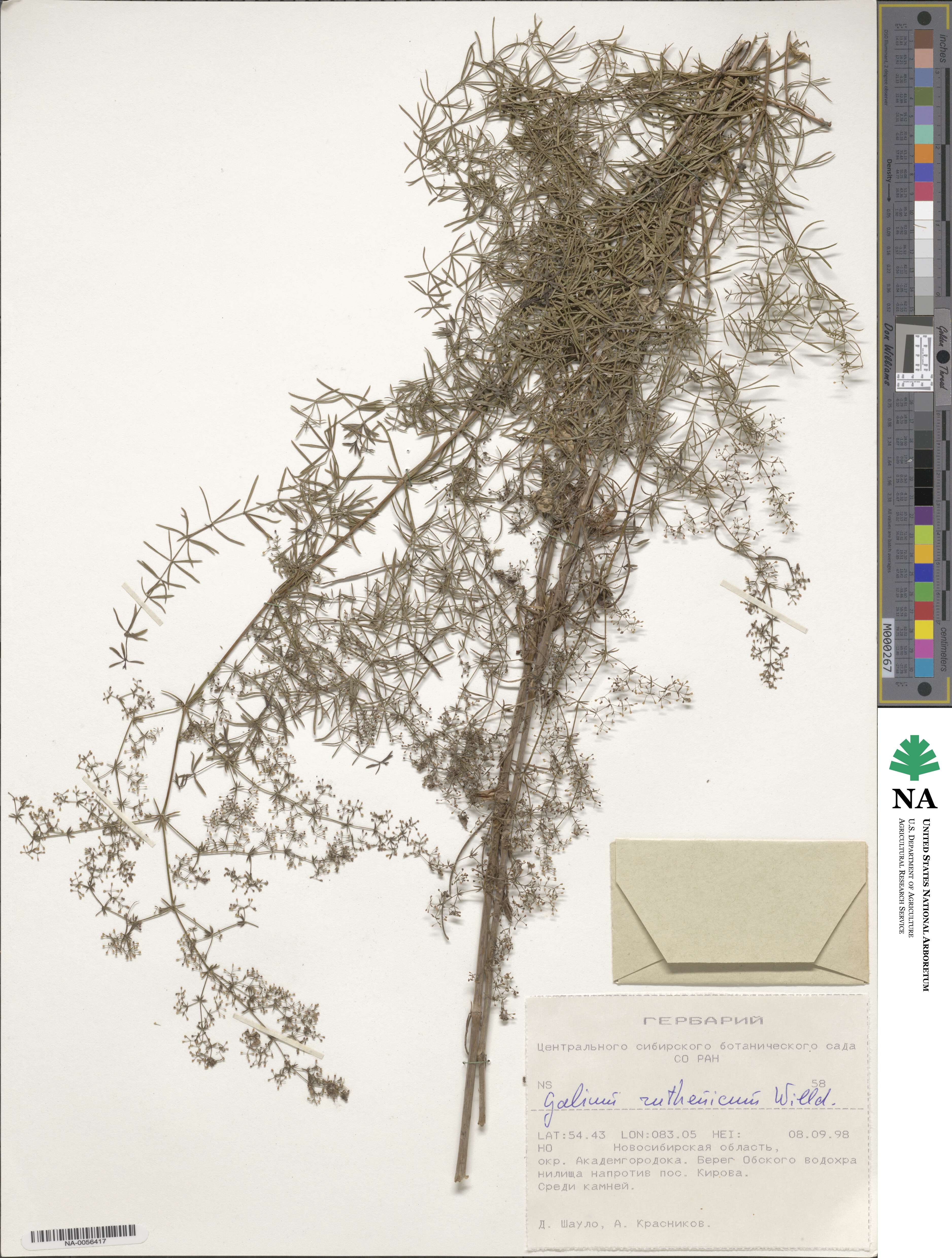 Galium verum subsp. verum image