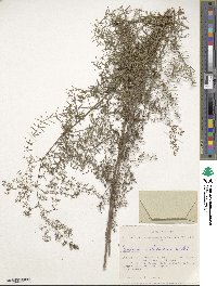 Galium verum subsp. verum image