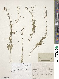 Campanula rotundifolia image