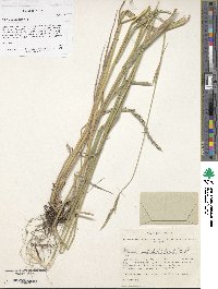 Elymus mutabilis image