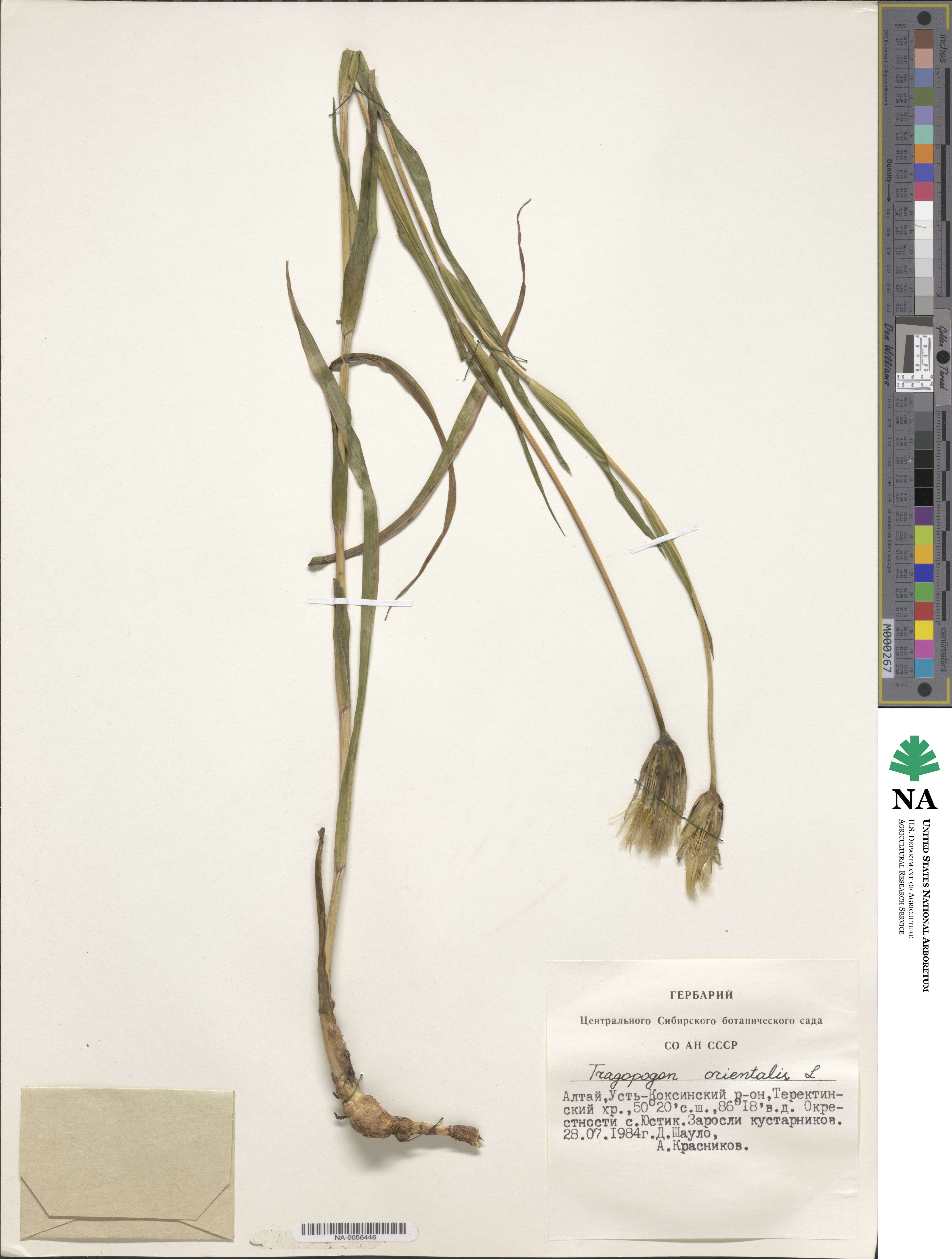 Tragopogon orientalis image