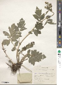 Image of Geum aleppicum