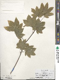 Acer circinatum image