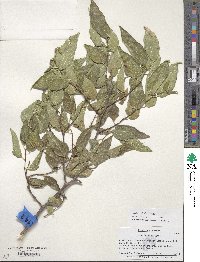 Celtis reticulata image