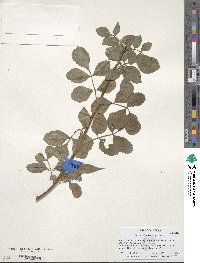 Fraxinus dipetala image