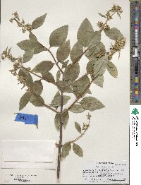 Philadelphus lewisii image