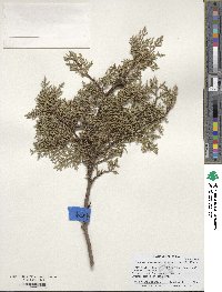 Cupressus arizonica image