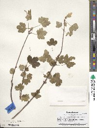 Acer glabrum image