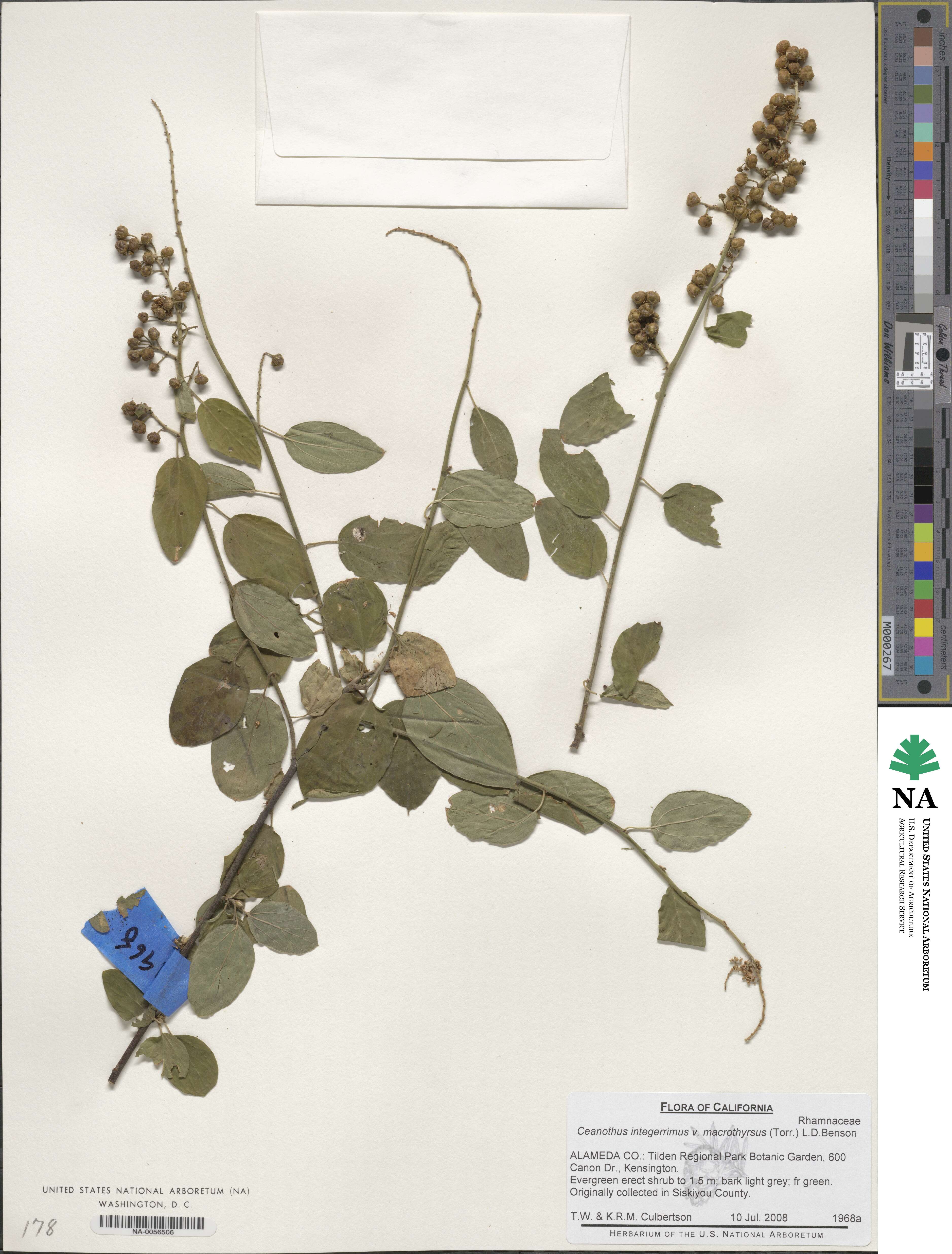 Ceanothus integerrimus image