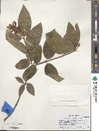 Calycanthus occidentalis image