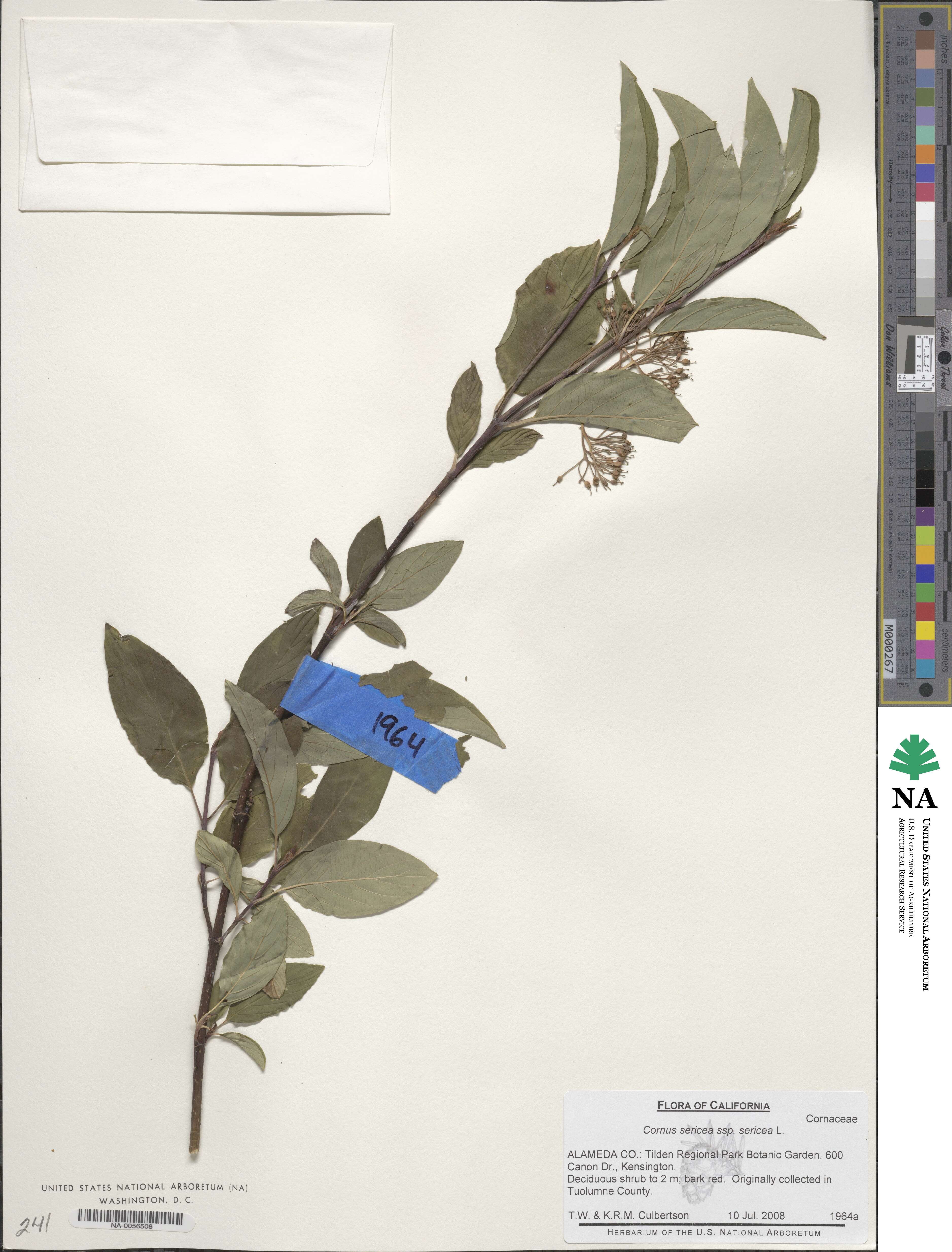 Cornus sericea subsp. sericea image