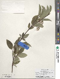 Cornus sericea image