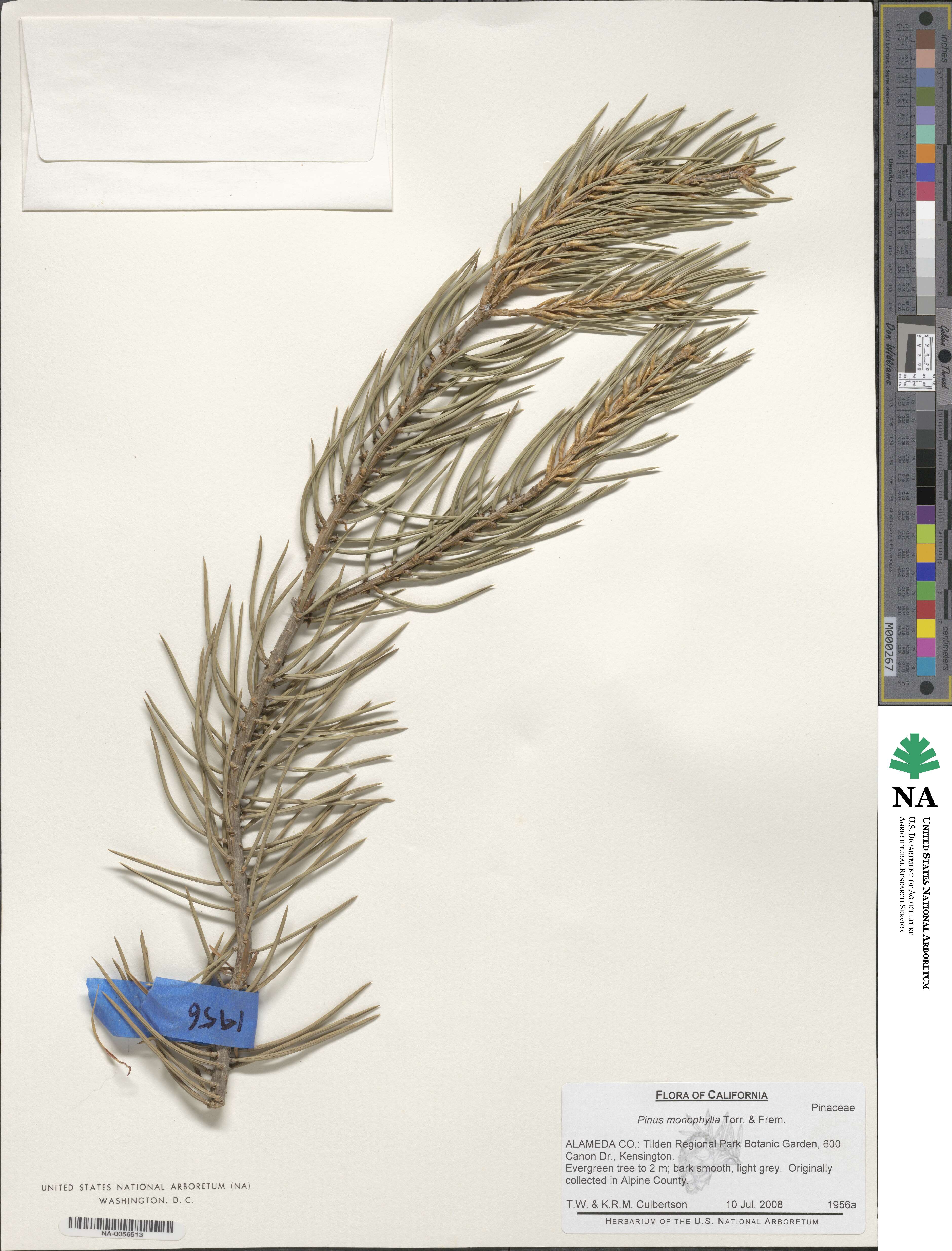 Pinus monophylla image