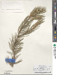 Pinus monophylla image