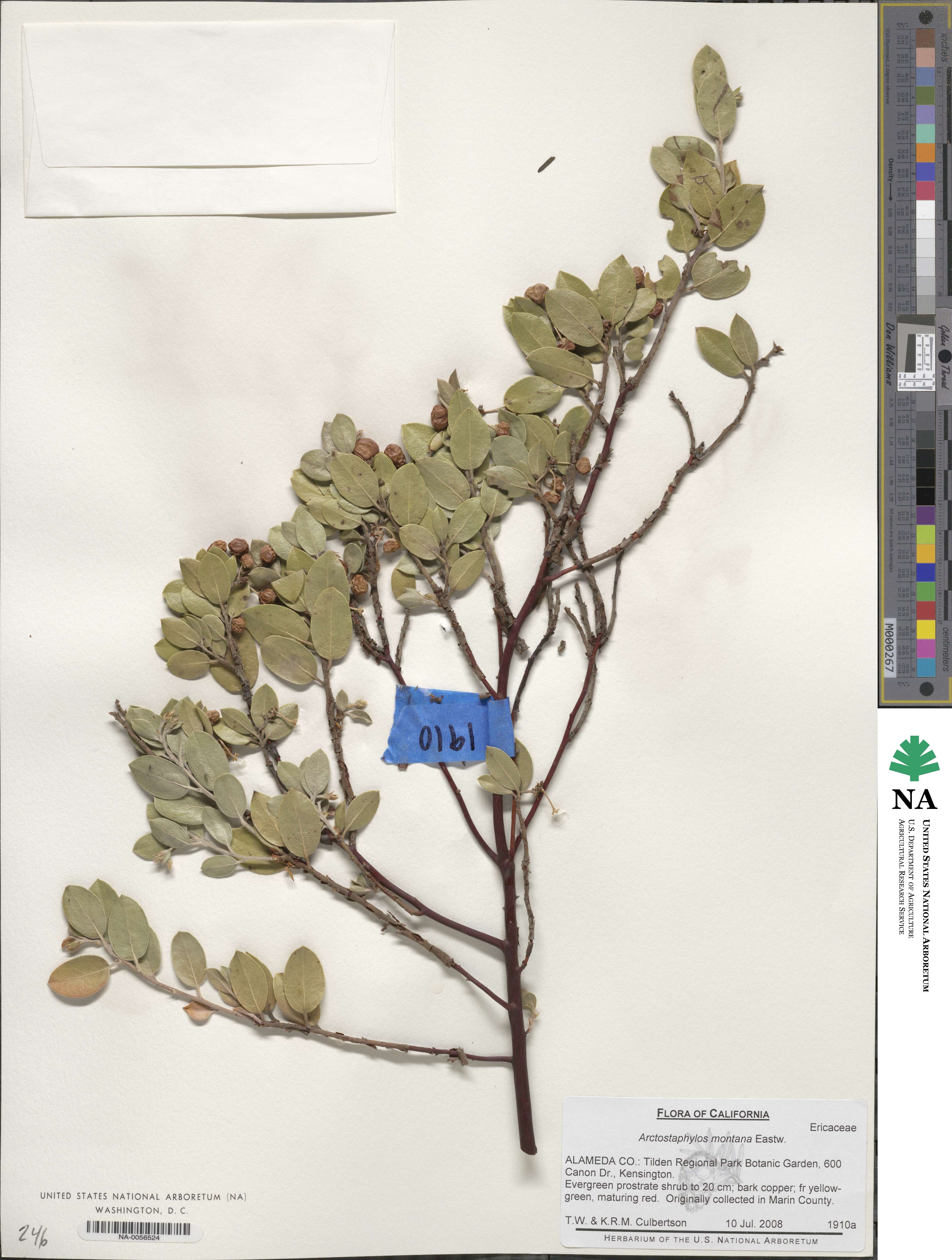 Arctostaphylos hookeri image