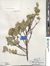 Arctostaphylos hookeri subsp. montana image