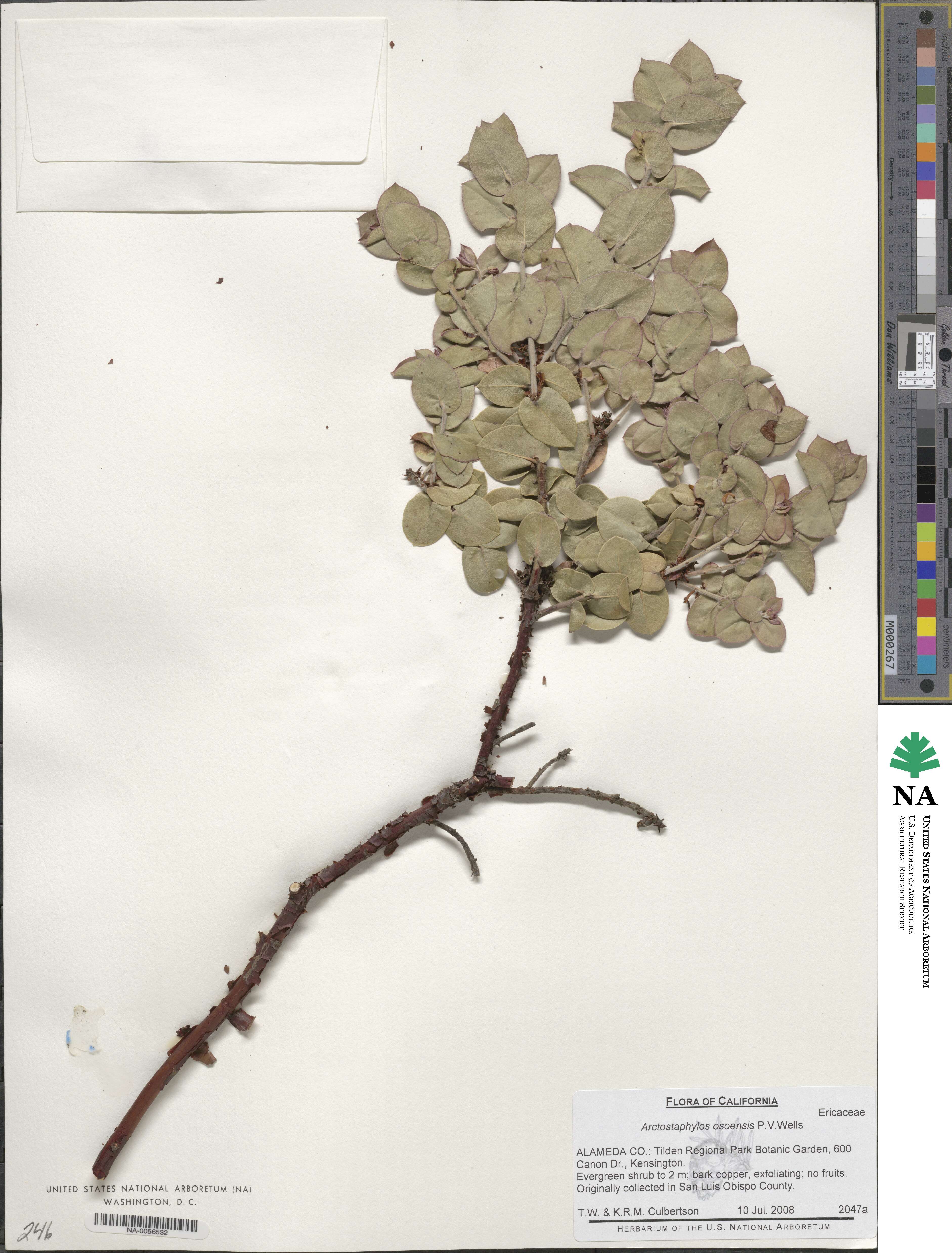 Arctostaphylos osoensis image