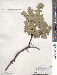 Image of Arctostaphylos osoensis