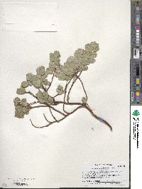 Arctostaphylos edmundsii image