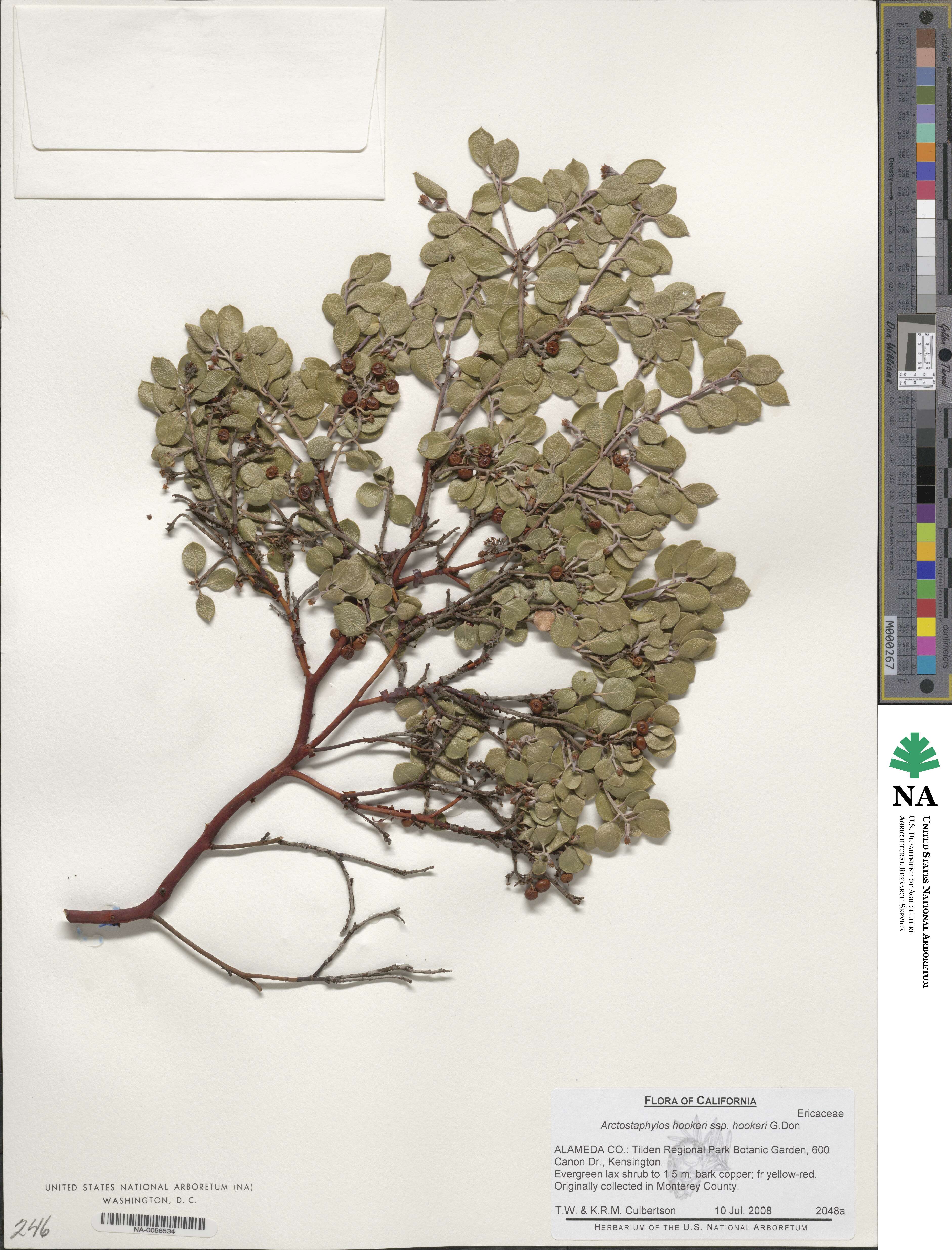 Arctostaphylos hookeri subsp. hookeri image