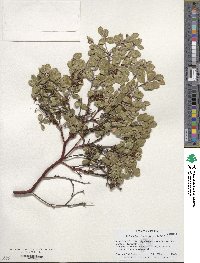 Arctostaphylos hookeri subsp. hookeri image