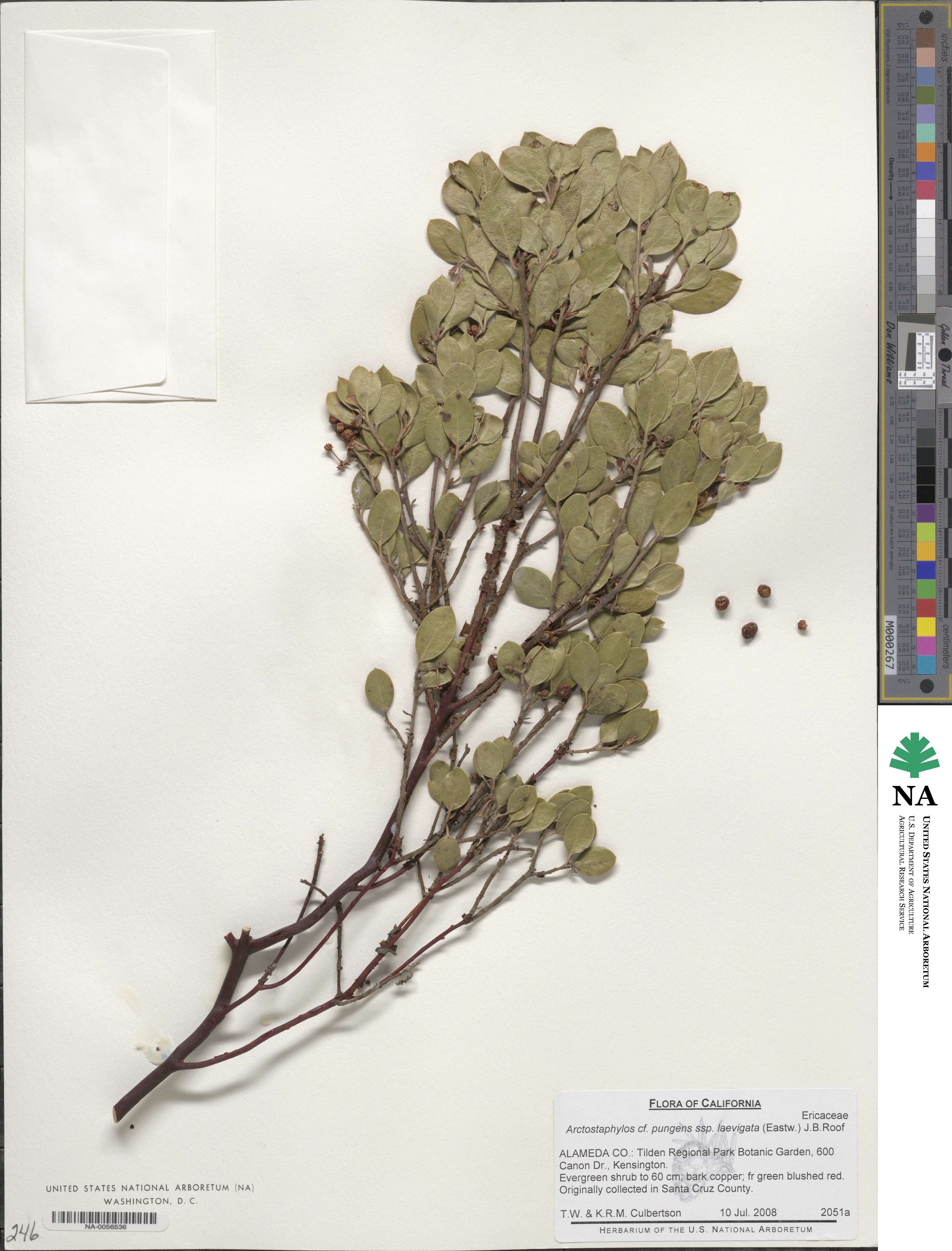 Arctostaphylos manzanita subsp. laevigata image