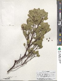 Arctostaphylos manzanita image