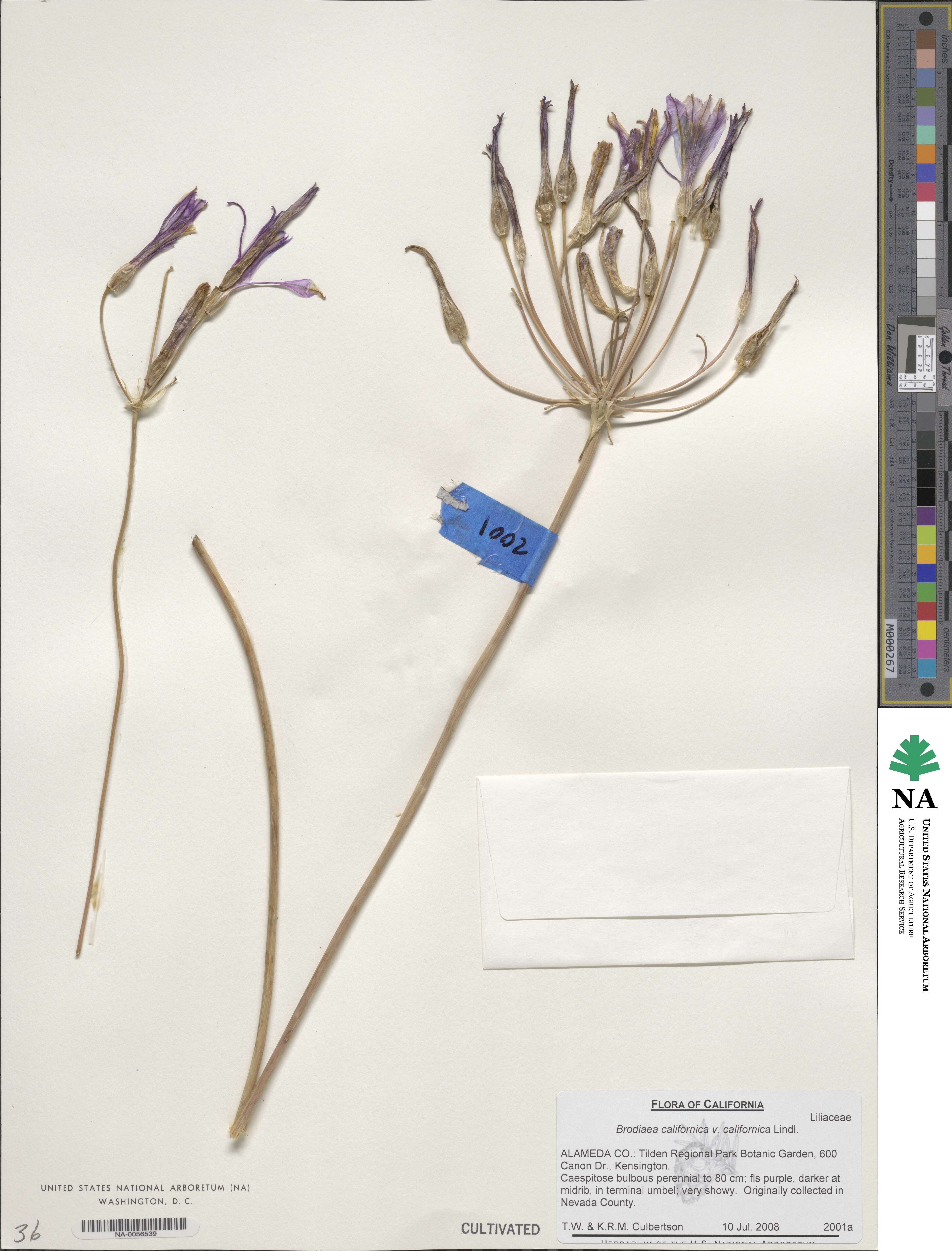 Brodiaea californica var. californica image