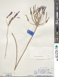 Brodiaea californica var. californica image