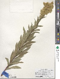 Solidago spectabilis image