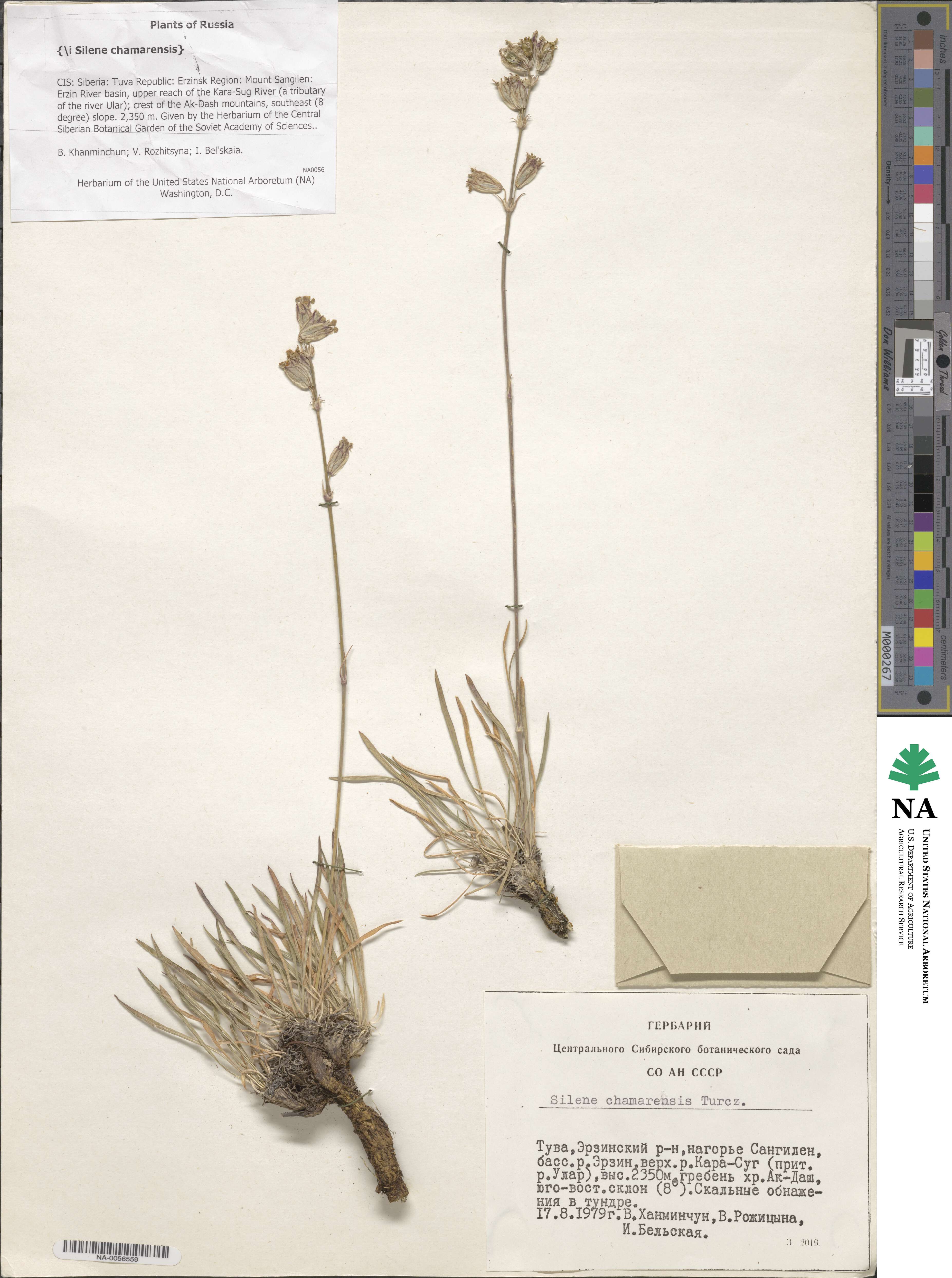 Silene chamarensis image