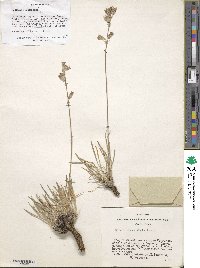 Silene chamarensis image