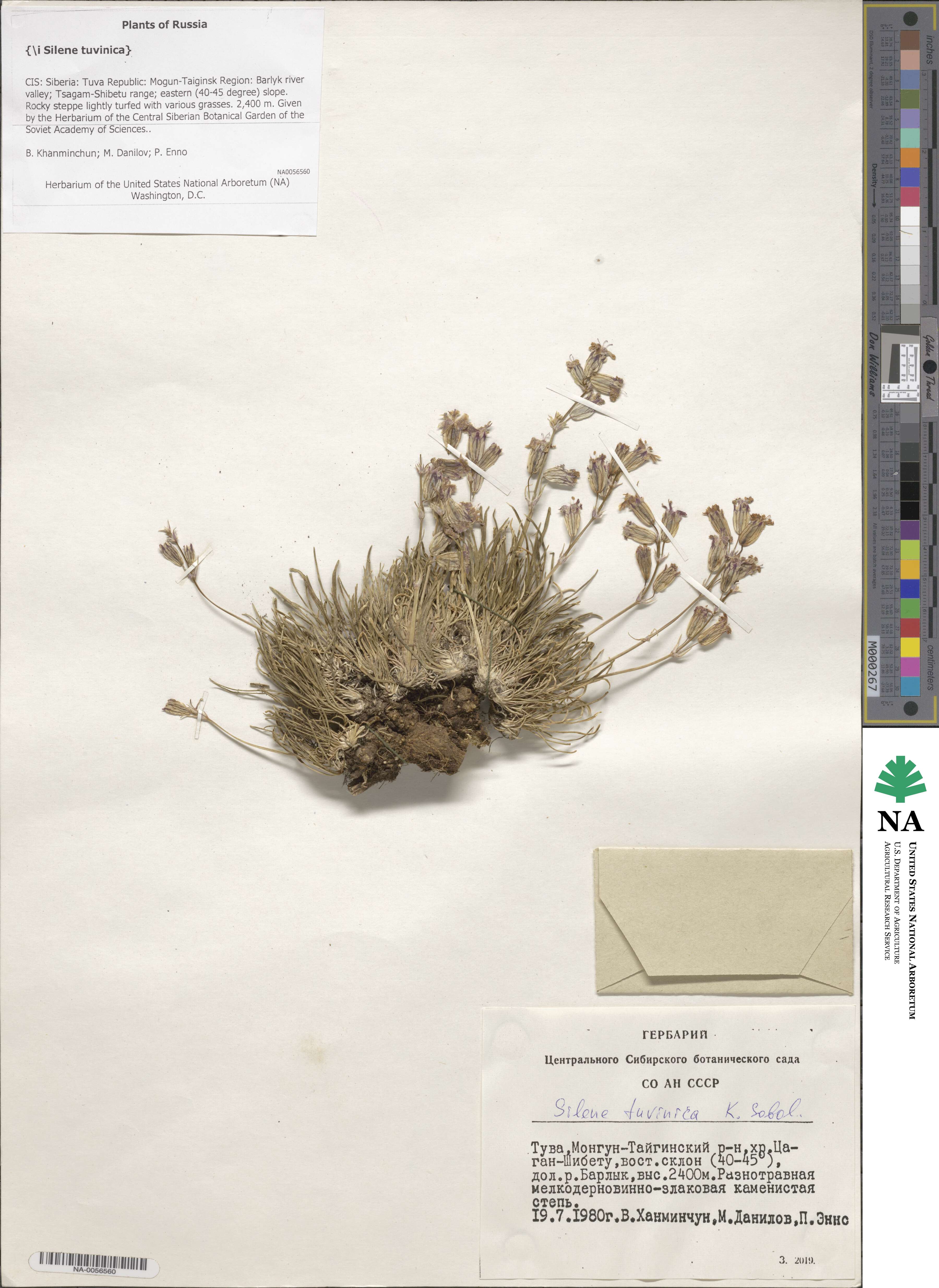 Silene jeniseensis subsp. jeniseensis image