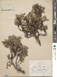 Salix berberifolia image