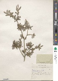 Salix caesia image