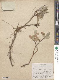 Salix divaricata image