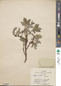 Salix hastata image