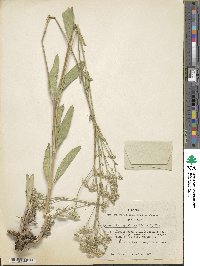 Gypsophila cephalotes image