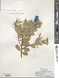 Arctostaphylos stanfordiana image