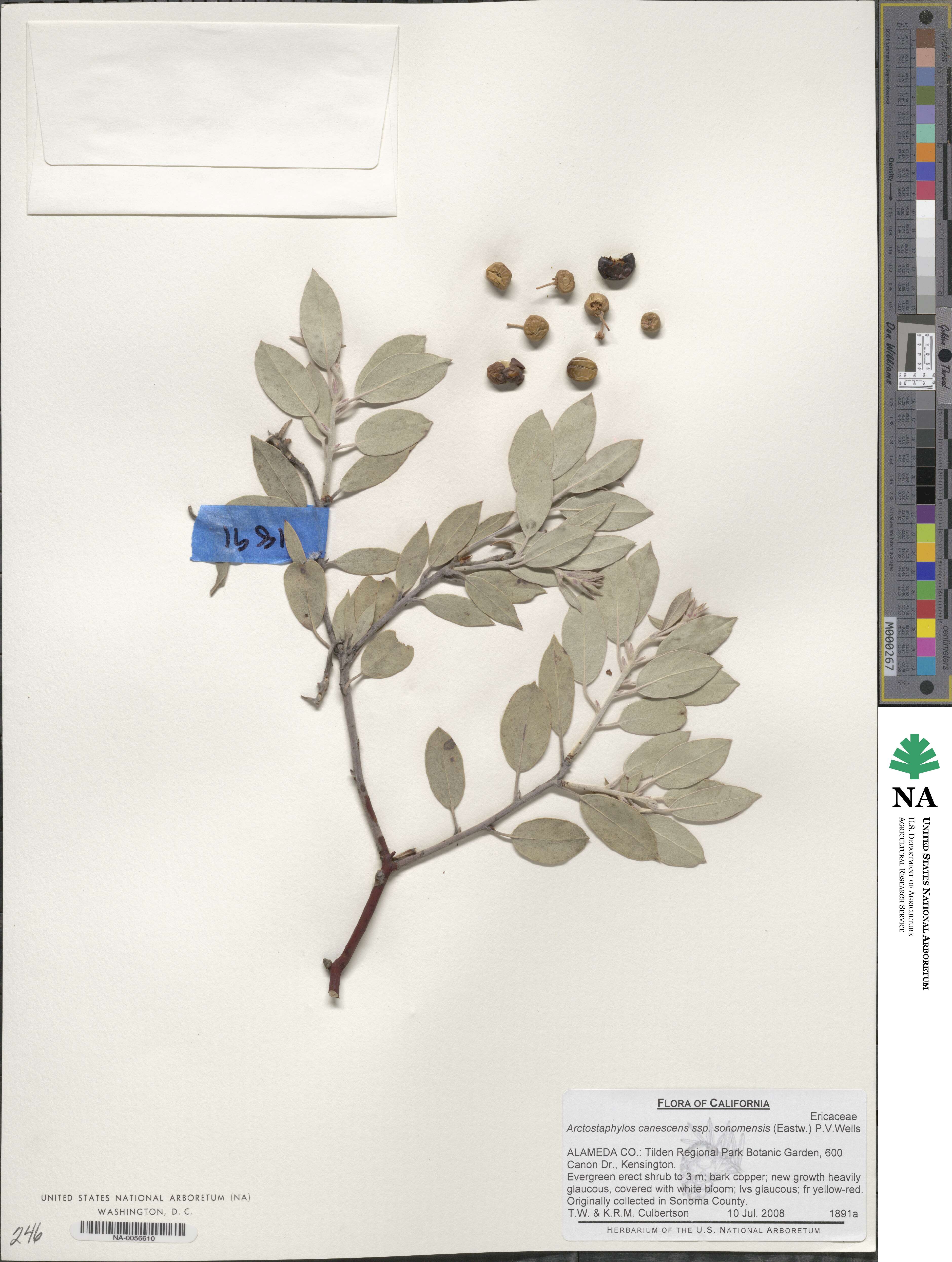 Arctostaphylos canescens image